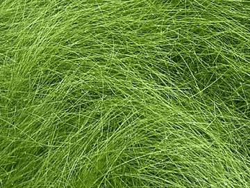 Seed Ranch Creeping Red Fescue Grass Seed – 1 Lb, Shade Tolerant, Festuca Rubra, Fresh Harvest
