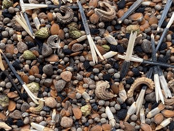 Annual Bee Wildflower Seed Mixture (No Grass)