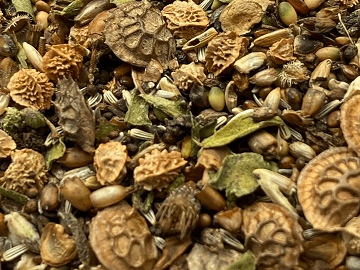 Wild flower Seed mixtures for sale