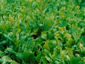 Jonty Game Cover Crop