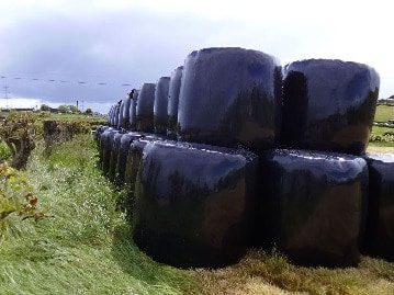 Haylage Grass Seed Mix