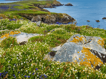 Coaastal Wildflower seed Mixture