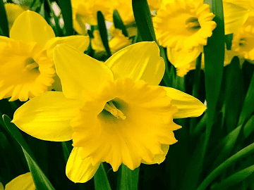 Dutch Master Daffodil bulbs