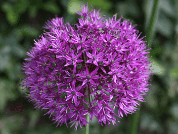 Gladiator Flower Bulbs