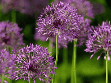 Purple Rain Allium Flower Bulbs