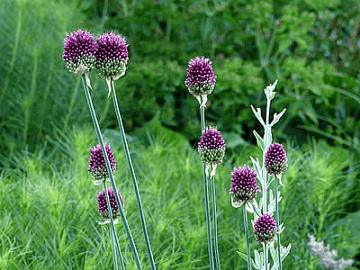 Sphaerocephalon (Drum Sticks) Allium Flower Bulbs