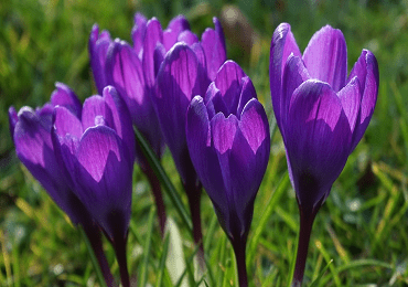 Tommasinianus Barrs Crocus Bulbs