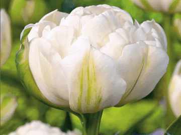 Tulip Mount tacoma bulbs