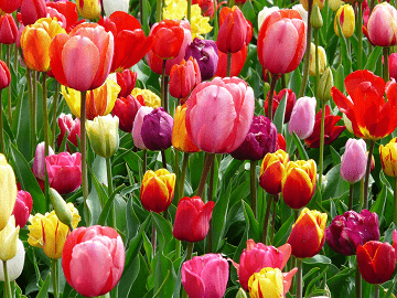 Tulip Rockery Mixed bulbs