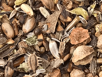 clay soil wildflower seed