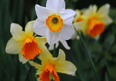 Daffodil Narc Naturalising Mix bulb