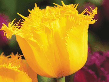 Fringed Crystal Tulip Bulbs