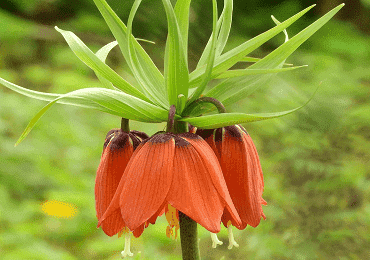 Fritillaria Rubra bulb