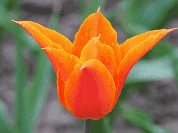 Lily Flowered Ballerina Tulip Flower Bulbs