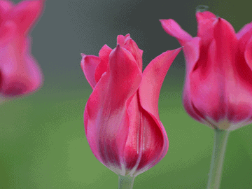 Lily Flowered China Pink Tulip Bulbs