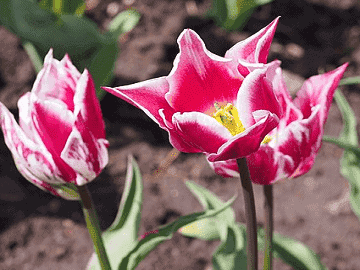 Lily Flowered Claudia Tulip Bulbs