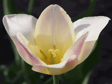 Lily Flowered Elegant Lady Tulip Bulbs