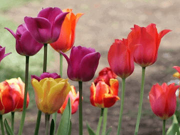 Lily Flowered Mixed Tulip Bulbs
