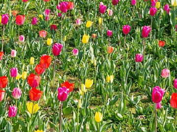 Mixed Double Early Tulip