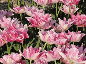 Peach Blossom Tulip Bulbs