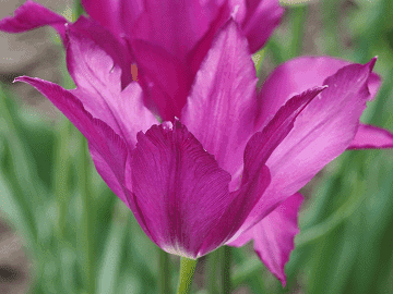 Purple Dream Lily Flowered Tulip Bulbs