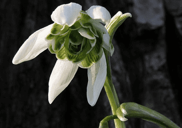 Snowdrop Flore Plena bulb