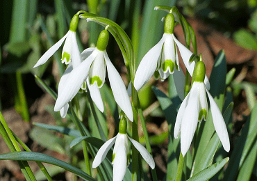 Snowdrop ikariae woronowii bulb