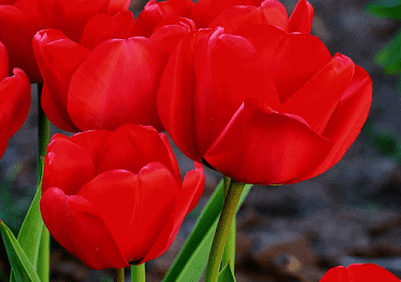 Tulip Cassini bulb
