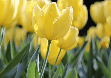 Tulip City of Vancouver bulb