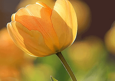 Tulip Daydream bulb