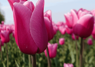 Tulip Don Quichotte bulb