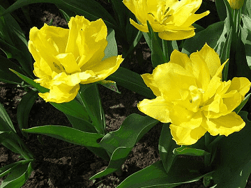Tulip (Double) Monte Carlo