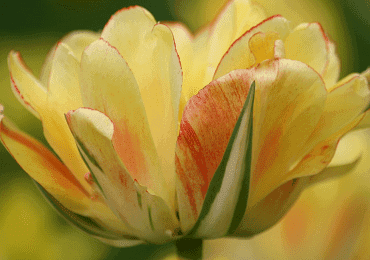Tulip Double Montreux bulb