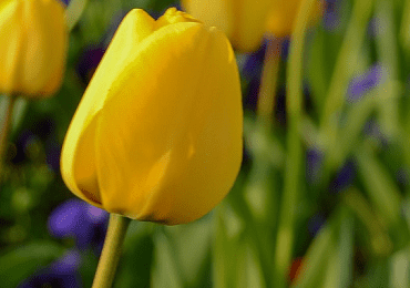Tulip Golden Apeldoorn bulb