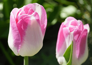 Tulip Innuendo bulb