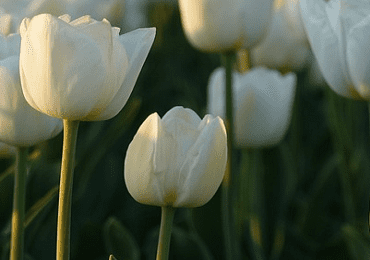 Tulip Inzell Bulb