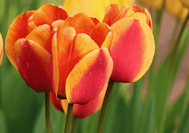 Tulip Kees Nelis bulb