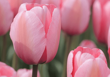 Tulip Menton bulb