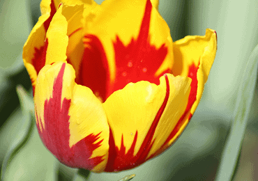 Tulip Mickey Mouse bulb