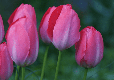 Tulip Mistress bulb