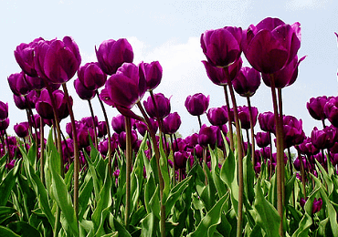 Tulip Negrita bulb