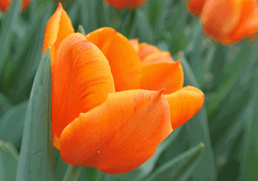 Tulip Orange Brilliant bulb