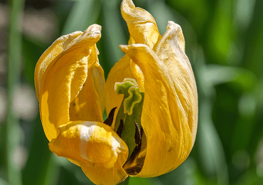 Tulip Parrot Eagle Wings