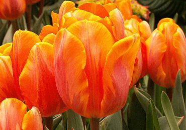 Tulip Princess Irene bulb