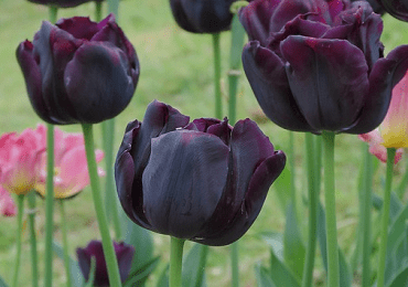 Tulip Queen of the Night bulb