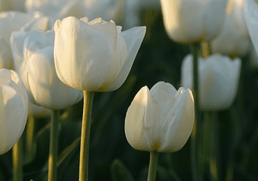 Tulip (Single, Early, Darwin, Triumph) Cream Flag bulb