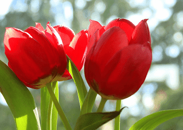 Tulip Cashmir Red bulb