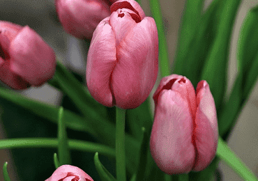 Tulip Salmon Prince bulb