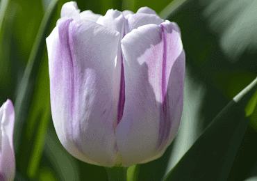 Tulip Shirley bulb