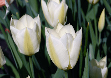 Tulip Antartica Bulb